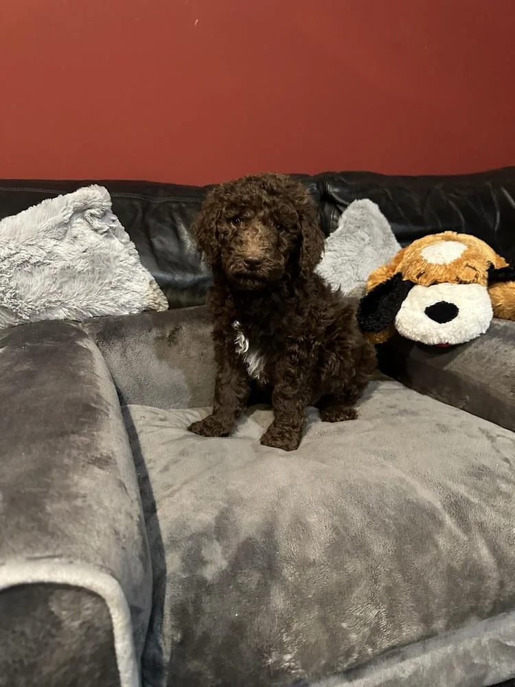 A baby large-sized female Brown / Chocolate Aussiedoodle dog named Wynona for adoption in Milton, GA