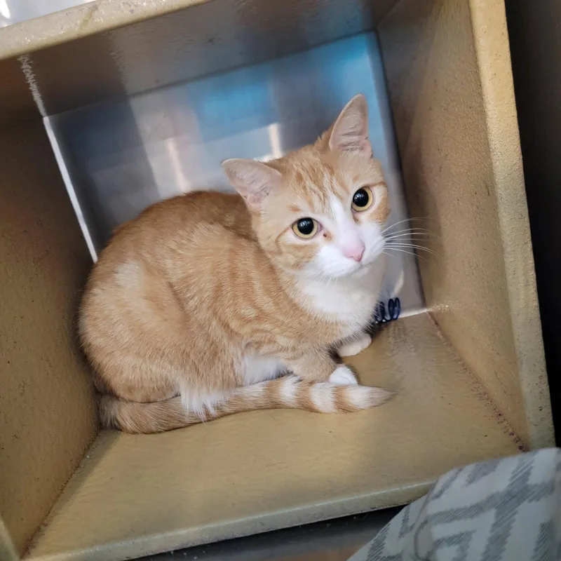 An adult medium-sized female Orange & White Domestic Short Hair cat named Tobi for adoption in Boynton Beach, FL