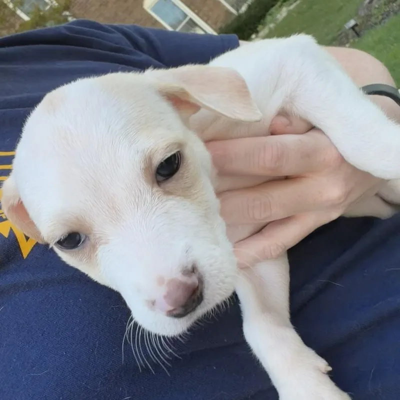 Kima