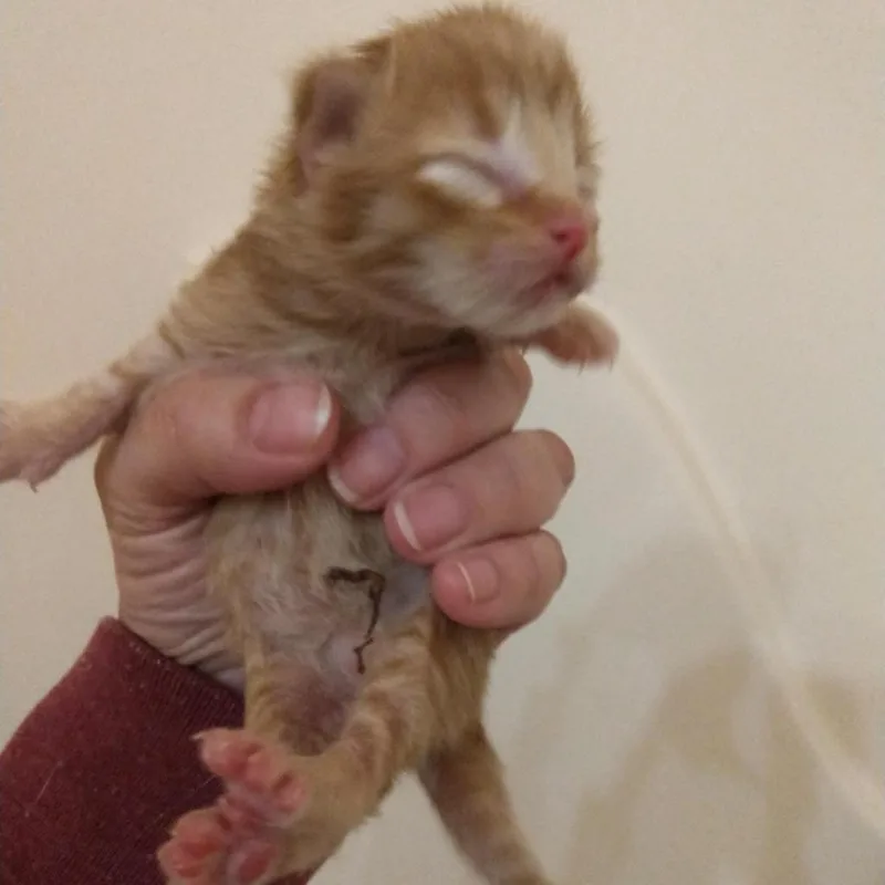 Cooper thumbnail 4