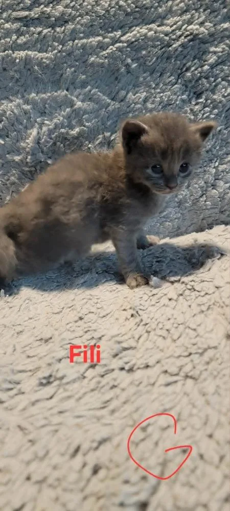 Fili