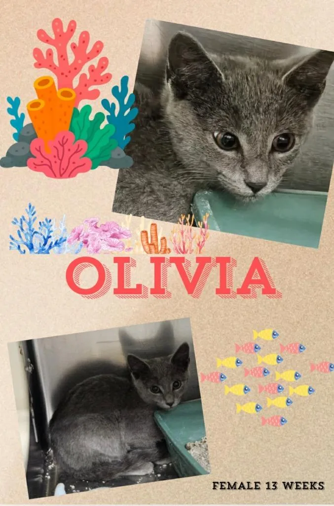 Olivia