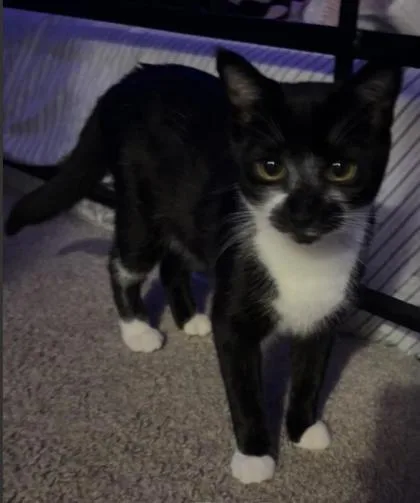 An adult small-sized female Domestic Short Hair cat named Lina for adoption in Fairfax, VA