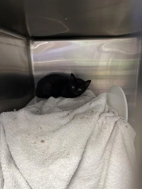 A baby small-sized female Domestic Short Hair cat named Popcorn for adoption in Omaha, NE