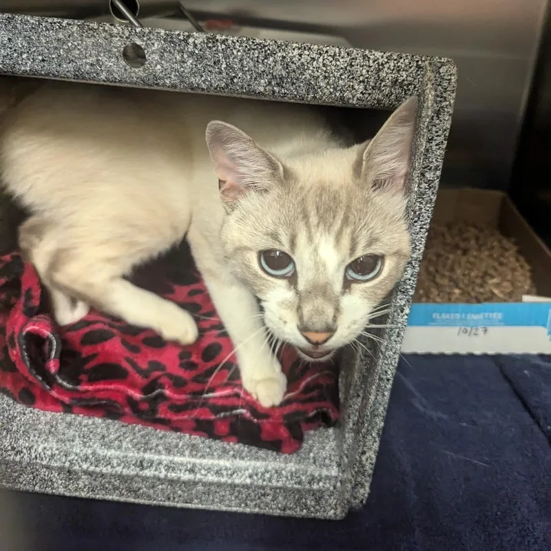 A young medium-sized male Gray / Blue / Silver Domestic Short Hair cat named Vocalist for adoption in Charlottesville, VA
