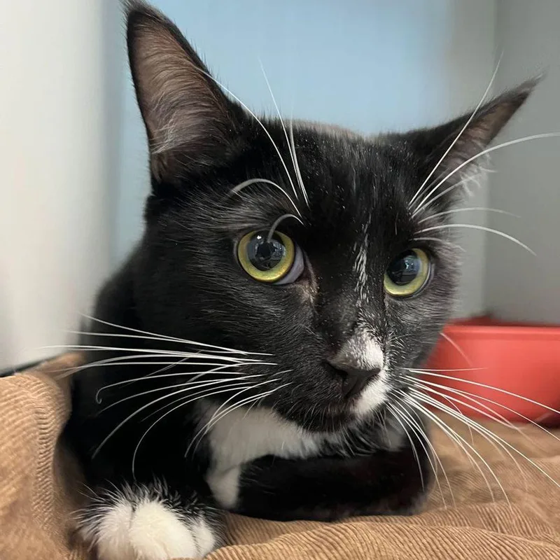 An adult medium-sized male Domestic Short Hair cat named Beto for adoption in Kingman, AZ