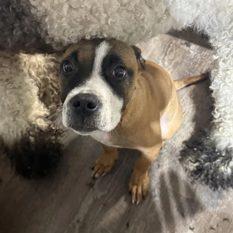 A baby medium-sized female Boxer dog named Lexi for adoption in Alma, MI