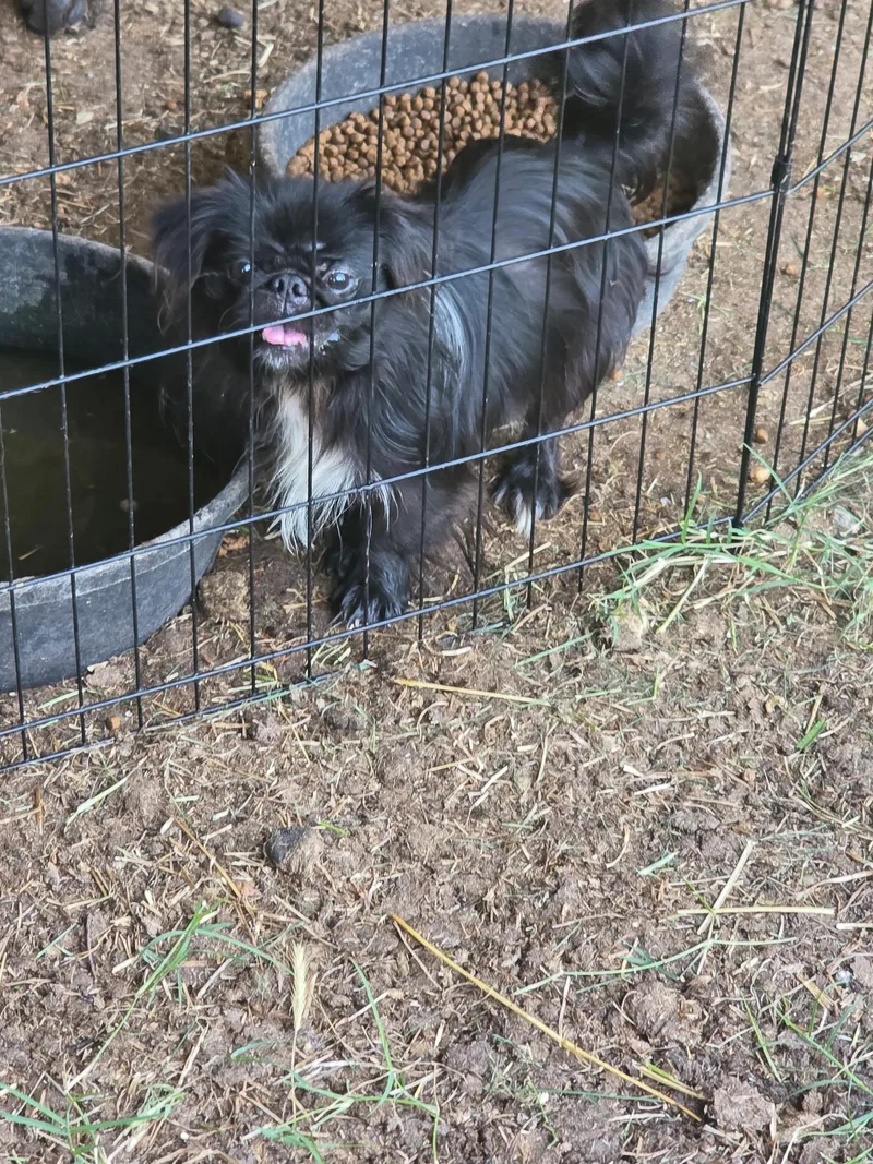 A young small-sized male Black Pekingese dog named Pepe for adoption in Conway, SC