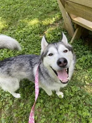 An adult medium-sized male Mixed Breed dog named Zorro for adoption in West Chester, PA