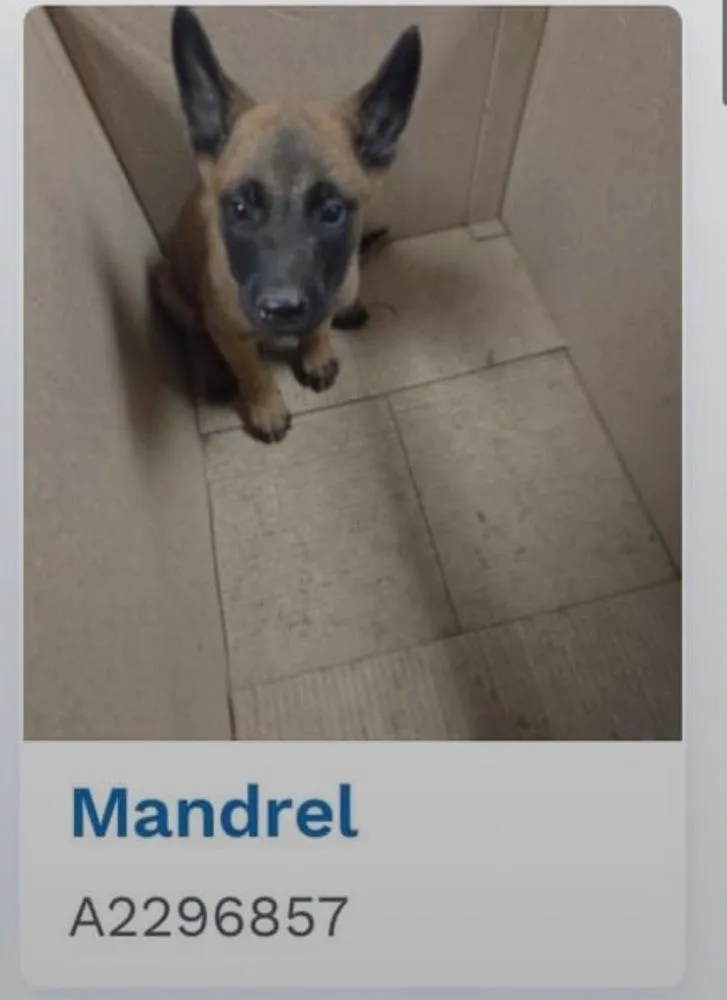 A baby small-sized female Tricolor (Brown, Black, & White) Belgian Shepherd / Malinois dog named Artemis located in California for adoption in Imlay City, MI