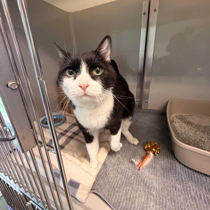 A senior medium-sized male White Domestic Short Hair cat named Loki for adoption in Saint Charles, MO