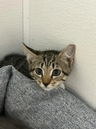 A baby small-sized male Domestic Short Hair cat named Goose for adoption in West Chester, PA