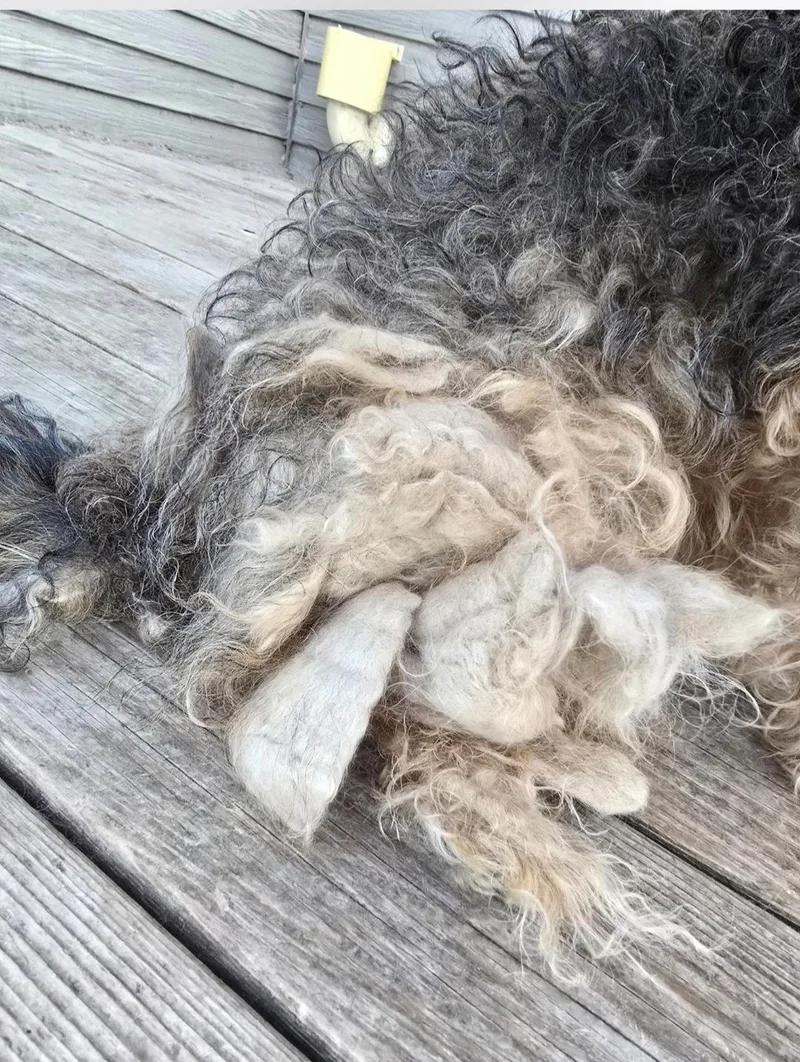 An adult small-sized female Apricot / Beige Shih Tzu dog named Matilda for adoption in Jamestown, ND