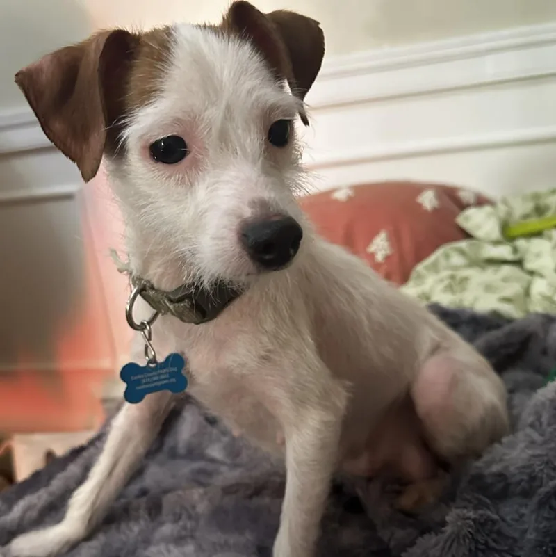 Pink Quill thumbnail 2