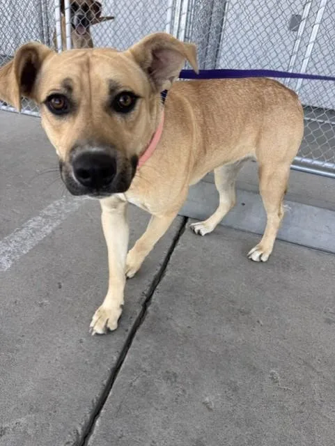 A young medium-sized female Shepherd dog named Lucy for adoption in Bakersfield, CA