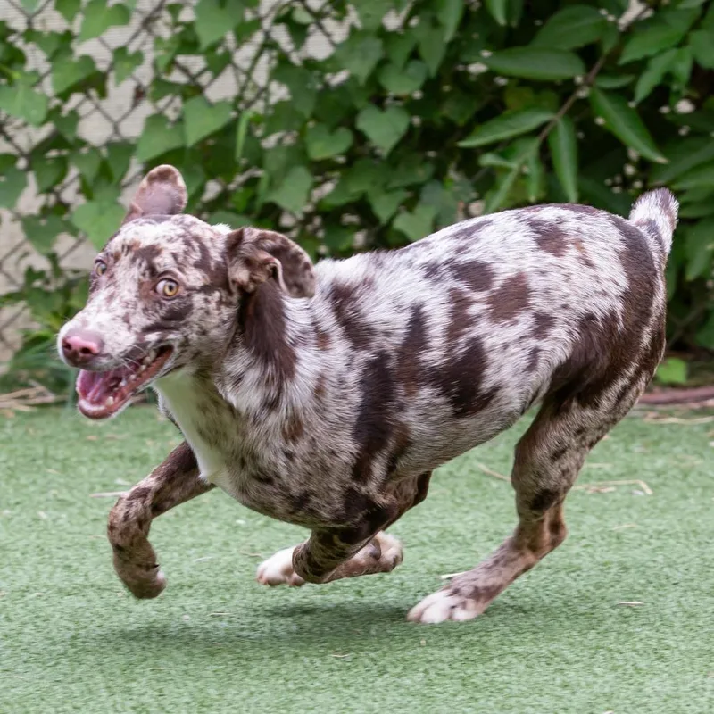 A young medium-sized male Mixed Breed dog named Wendigo for adoption in Cartersville, GA