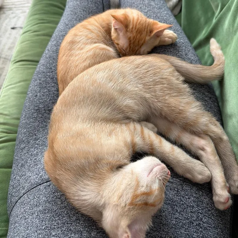 A baby small-sized male Orange / Red Domestic Short Hair cat named Phineas for adoption in Los Angeles, CA