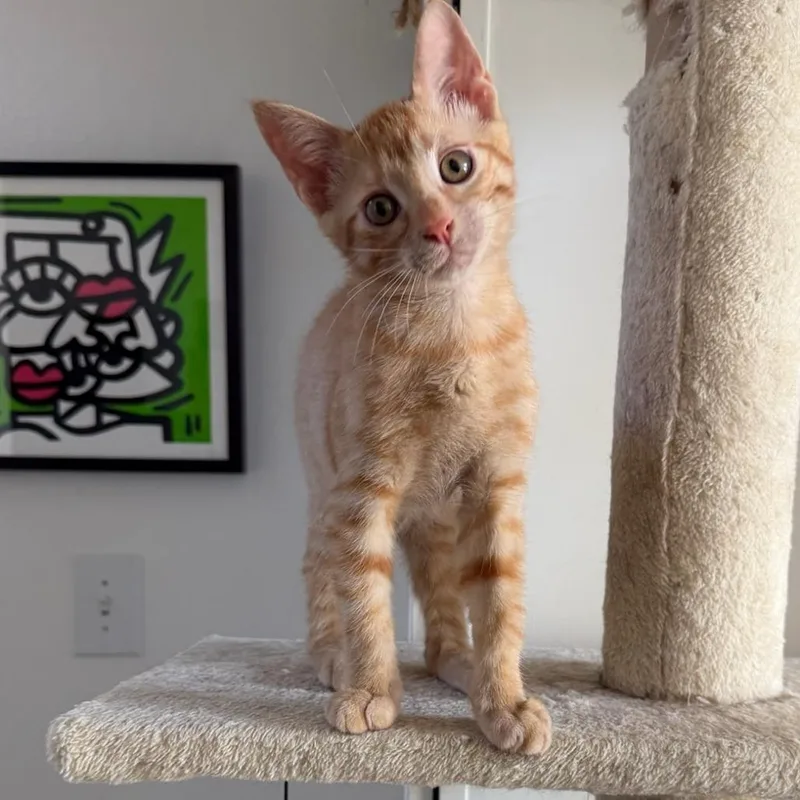 Phineas thumbnail 4