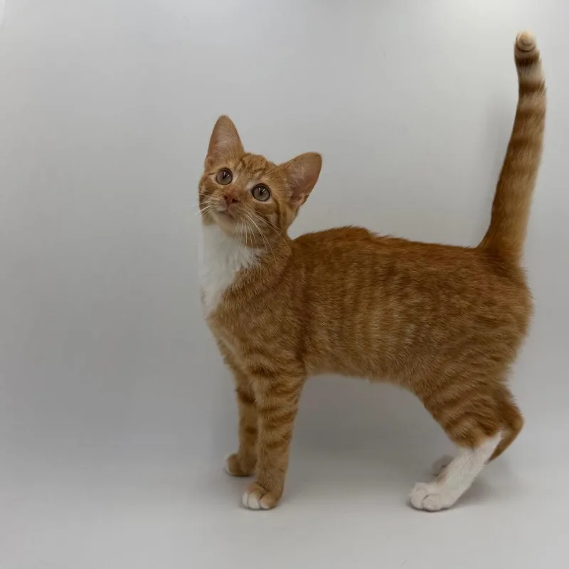 A baby medium-sized female Domestic Short Hair cat named Pencil for adoption in State College, PA