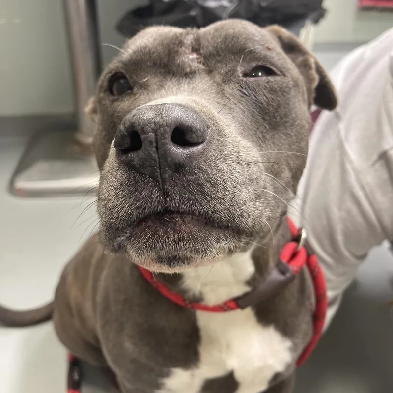 An adult large-sized female Gray / Blue / Silver Mixed Breed dog named Lyla for adoption in Saint Charles, MO