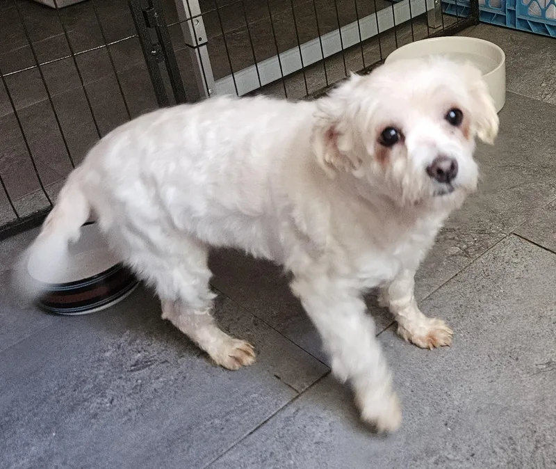 An adult small-sized female Maltipoo dog named Dorothy for adoption in Centerville, GA