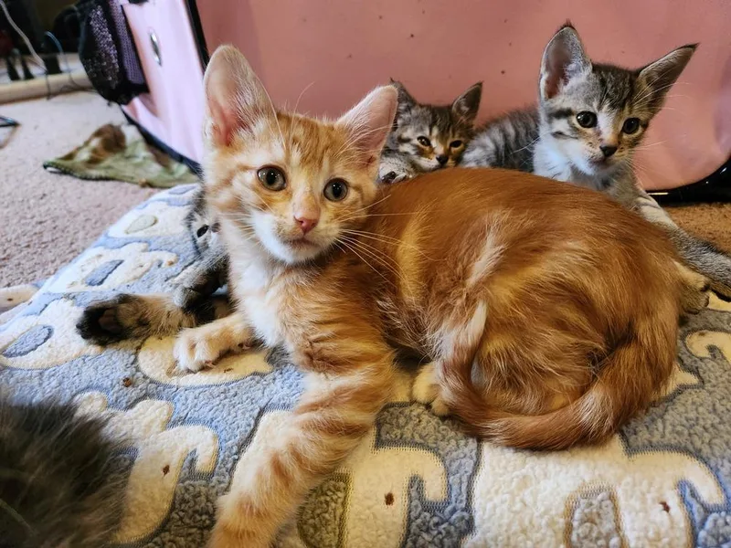 A baby small-sized male Tabby (Orange / Red) Domestic Short Hair cat named Handsome Hayden for adoption in Wheaton, IL