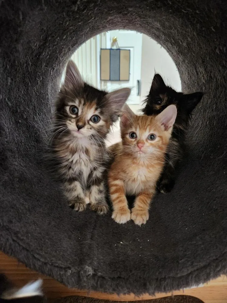 Handsome Hayden thumbnail 2