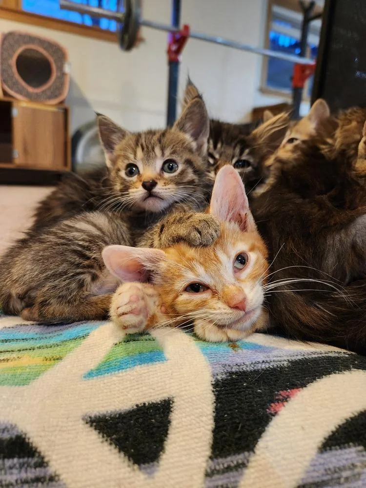 Handsome Hayden thumbnail 4