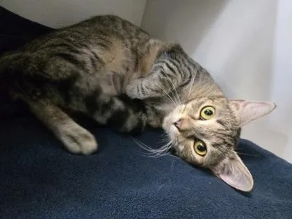 An adult medium-sized female Domestic Short Hair cat named Gloria for adoption in Savannah, GA