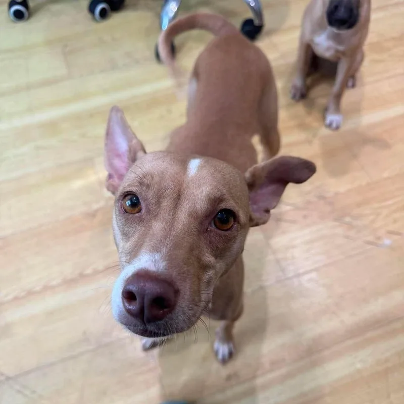 An adult small-sized female Yellow / Tan / Blond / Fawn Mixed Breed dog named Peaches for adoption in Seminole, FL
