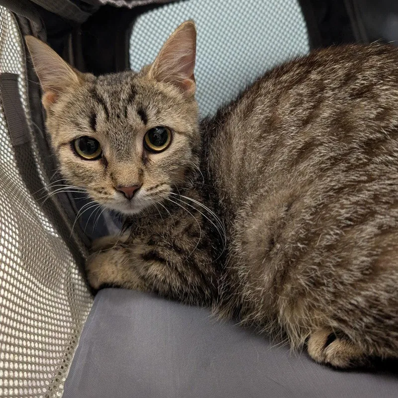 A young medium-sized female Domestic Short Hair cat named Fawn for adoption in New Castle, DE