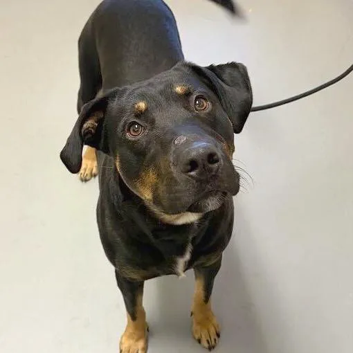 An adult large-sized male Black Mixed Breed dog named Sheriff Boone for adoption in Asheville, NC