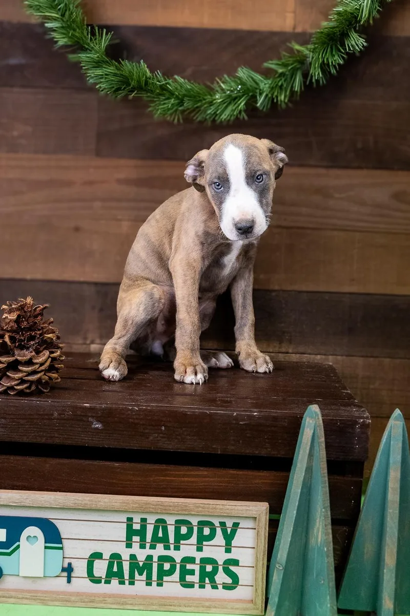 A baby medium-sized female Pit Bull Terrier dog named 470-26 for adoption in Brighton, CO