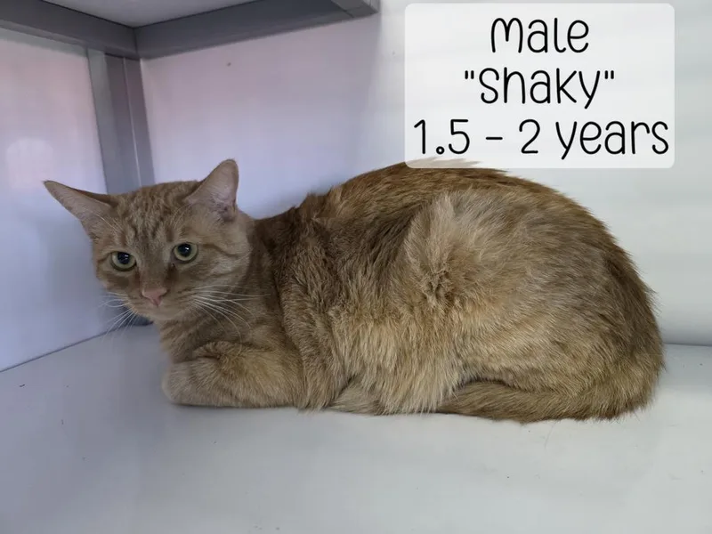 Shaky