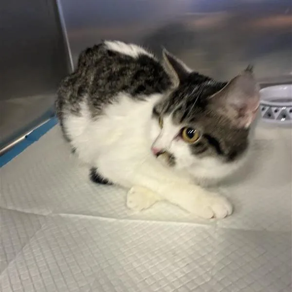 An adult medium-sized female White Domestic Medium Hair cat named Starfish for adoption in Greensboro, NC