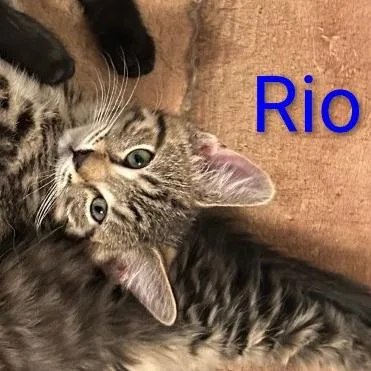 A baby small-sized male Brown / Chocolate Domestic Short Hair cat named Rio for adoption in Carmel, IN