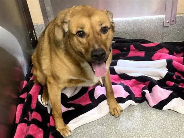 A young large-sized female German Shepherd Dog dog named Missy for adoption in Tustin, CA