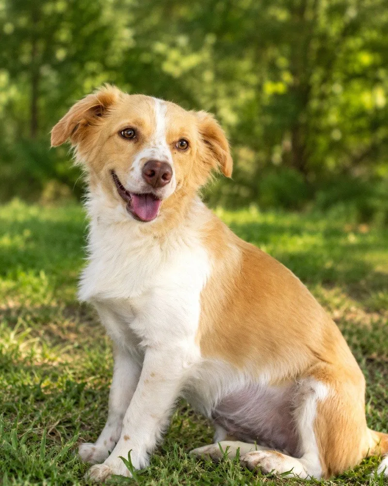 An adult medium-sized female Australian Shepherd dog named Annie Faith for adoption in Nashville, TN