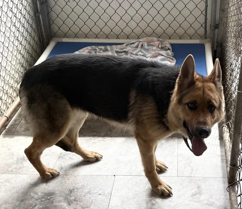 An adult large-sized female Tricolor (Brown, Black, & White) German Shepherd Dog dog named Shelby for adoption in Rochester, IN