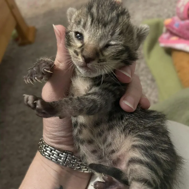 A baby medium-sized male Domestic Short Hair cat named Toby for adoption in Blairsville, GA