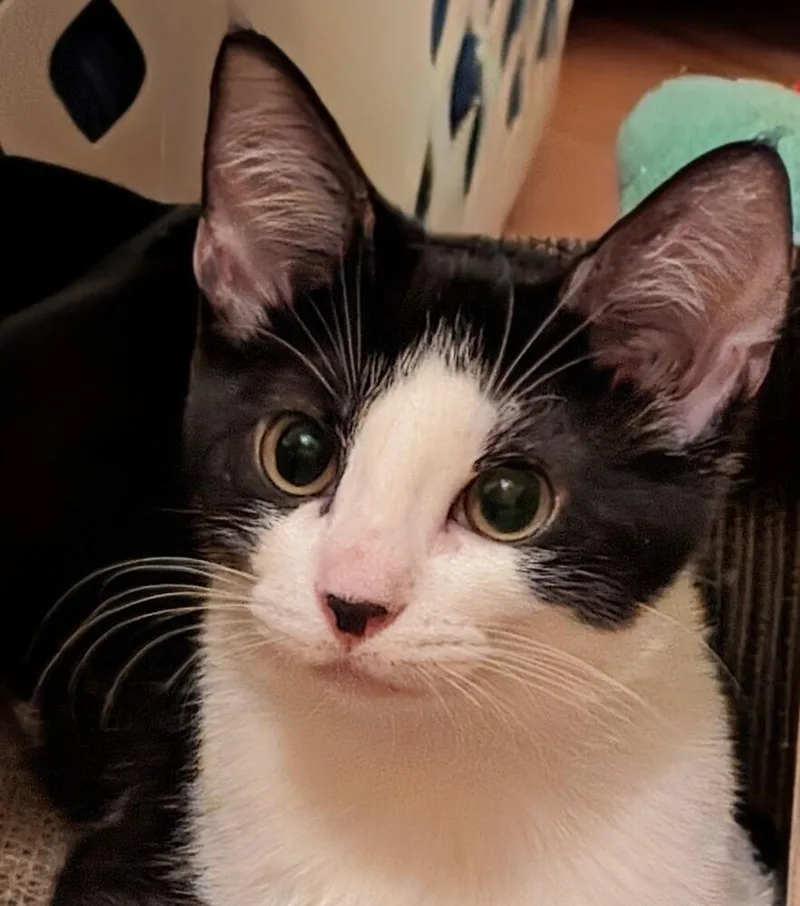 A baby small-sized female Black & White / Tuxedo Domestic Short Hair cat named Guppy for adoption in Chicago, IL