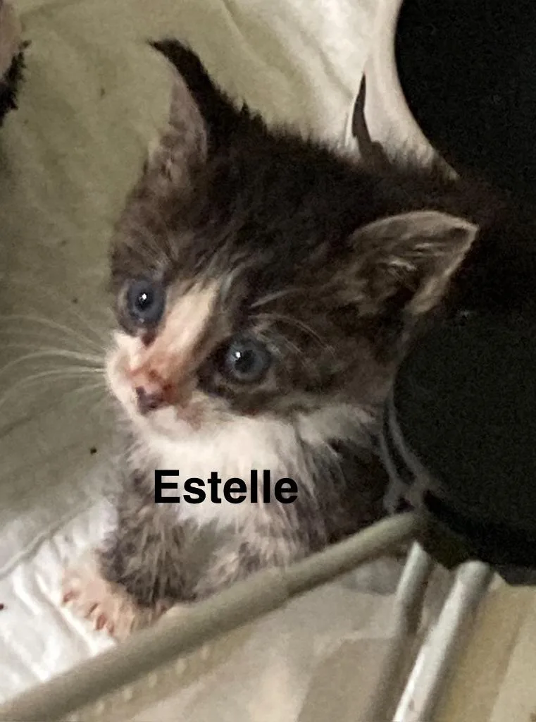 A baby medium-sized female Domestic Short Hair cat named Estelle for adoption in Johnson City, TN