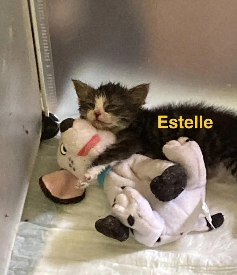 Estelle thumbnail 5