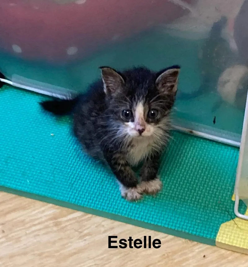 Estelle thumbnail 6