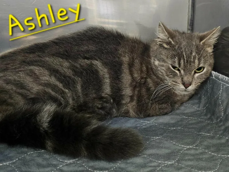 An adult small-sized female Domestic Short Hair cat named Ashley for adoption in Jim Thorpe, PA