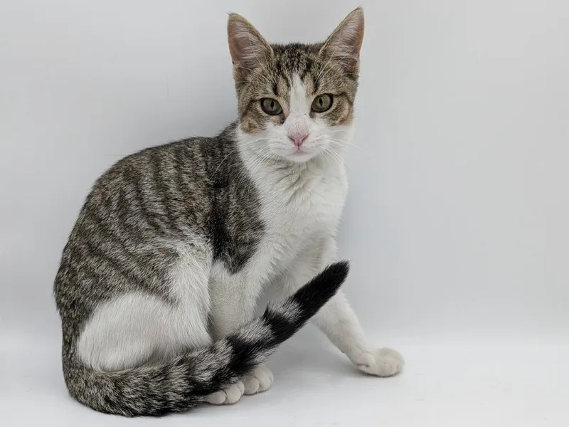 A baby small-sized female Domestic Short Hair cat named Velma for adoption in Powell, OH