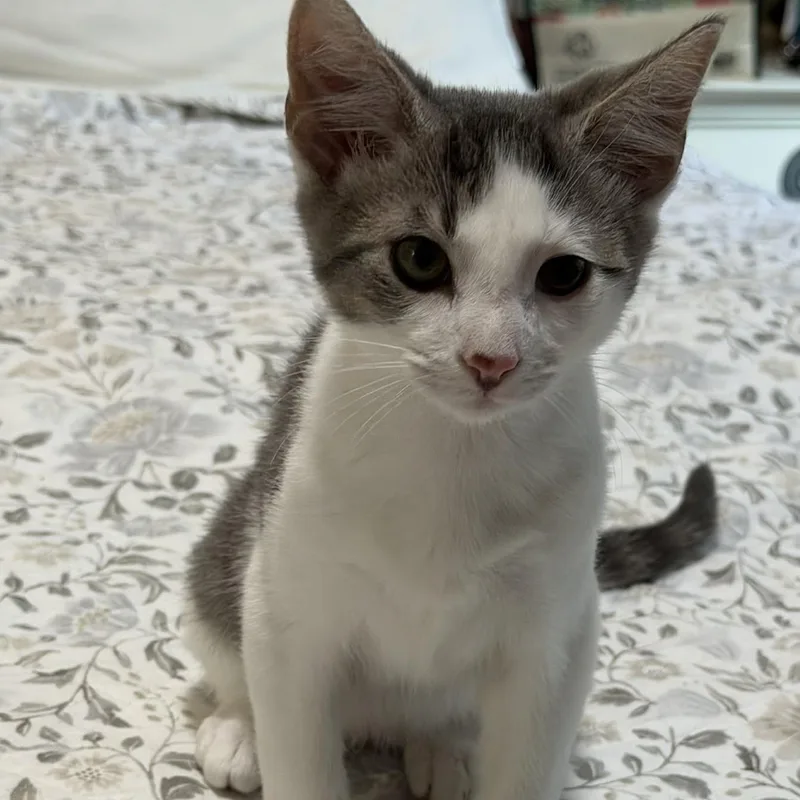 Max