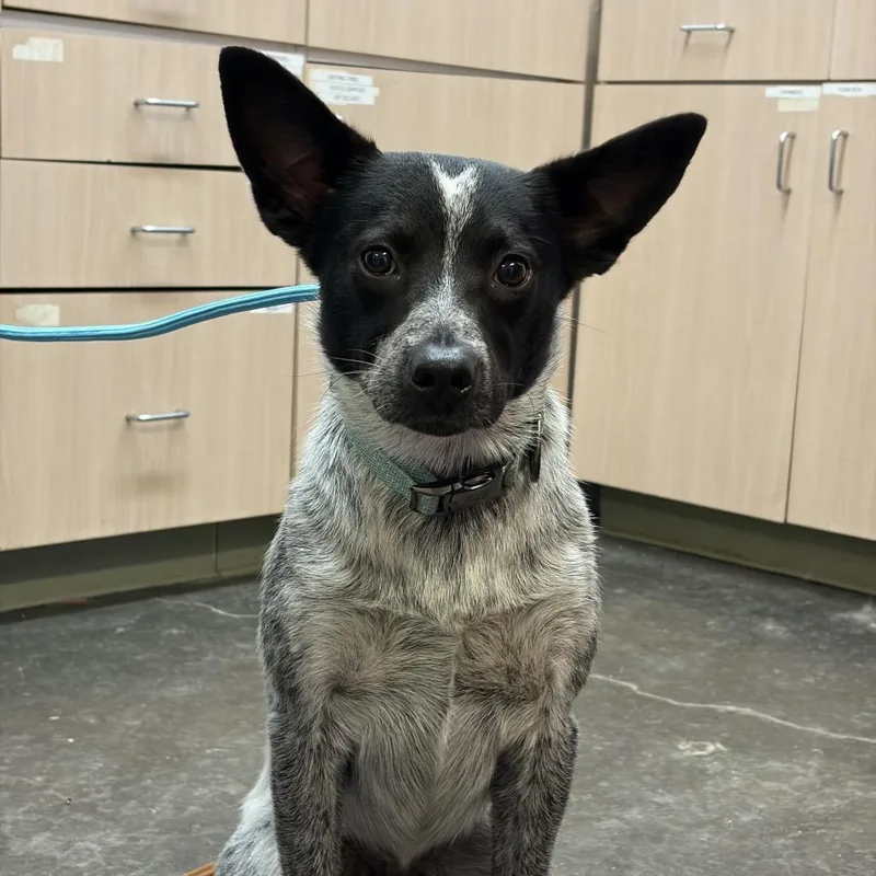 An adult medium-sized male Gray / Blue / Silver Australian Cattle Dog / Blue Heeler dog named Bear for adoption in Evensville, TN