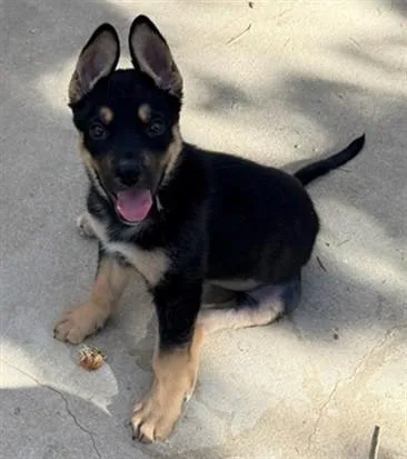 A baby small-sized female German Shepherd Dog dog named Roxy for adoption in Lancaster, CA