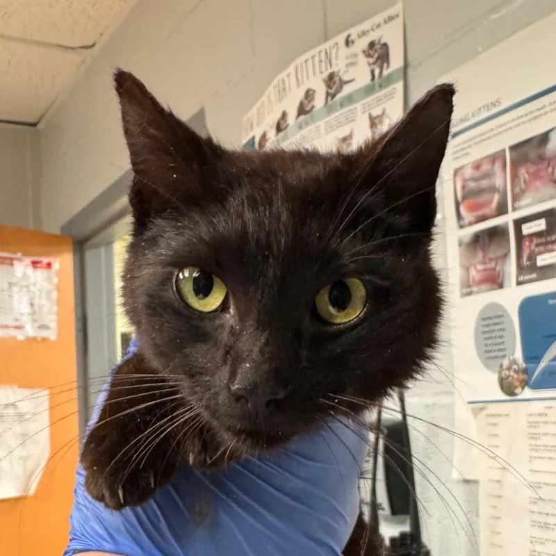 A young medium-sized female Black Domestic Short Hair cat named Louisa for adoption in Birdsboro, PA